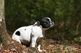 BOULEDOGUE FRANCAIS 1098